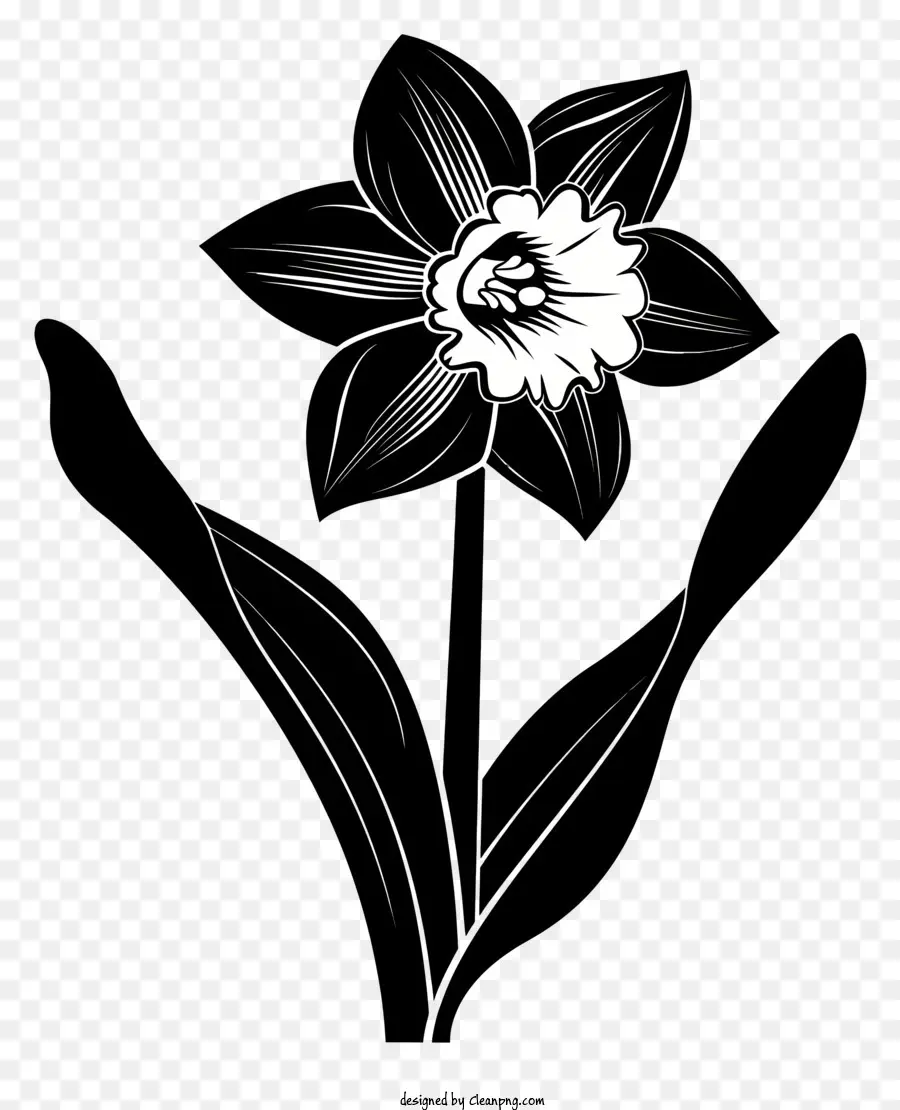 La Silueta De La Flor，Narciso PNG