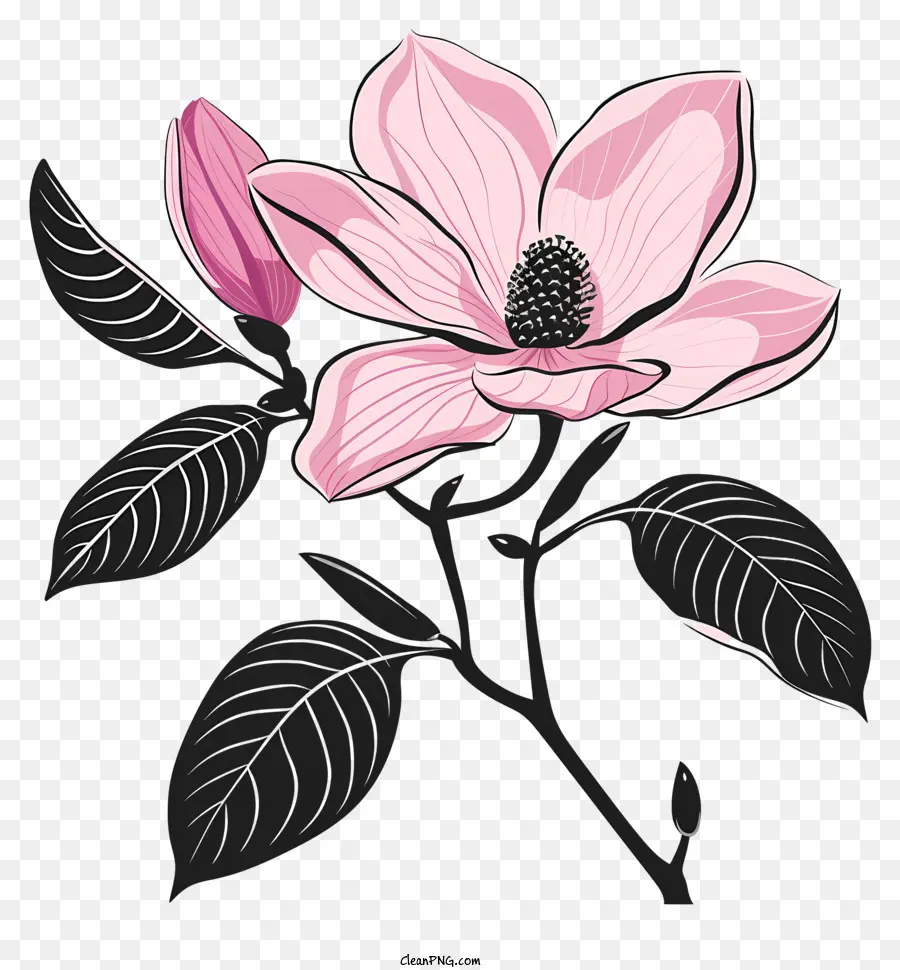 La Silueta De La Flor，Magnolia PNG