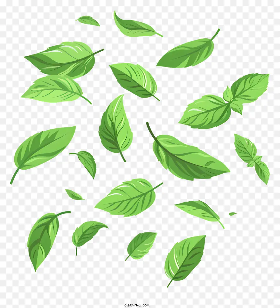 Menta，Hojas De Menta PNG