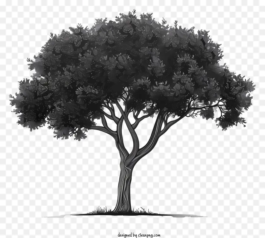 Silueta De Arbol，árbol PNG