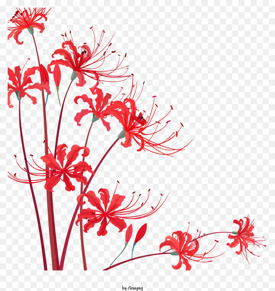 Araña Roja Lily，Las Flores De Color Rojo PNG