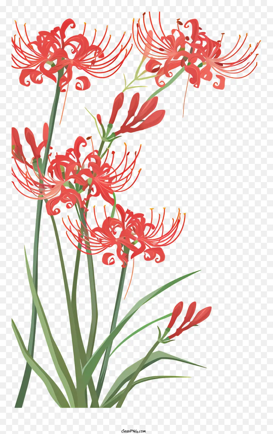 Araña Roja Lily，Flores De Lirio PNG