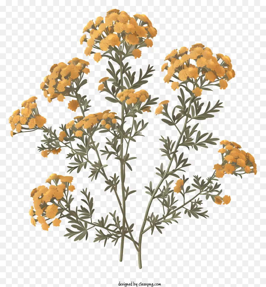 Yarrow，Flores Amarillas PNG