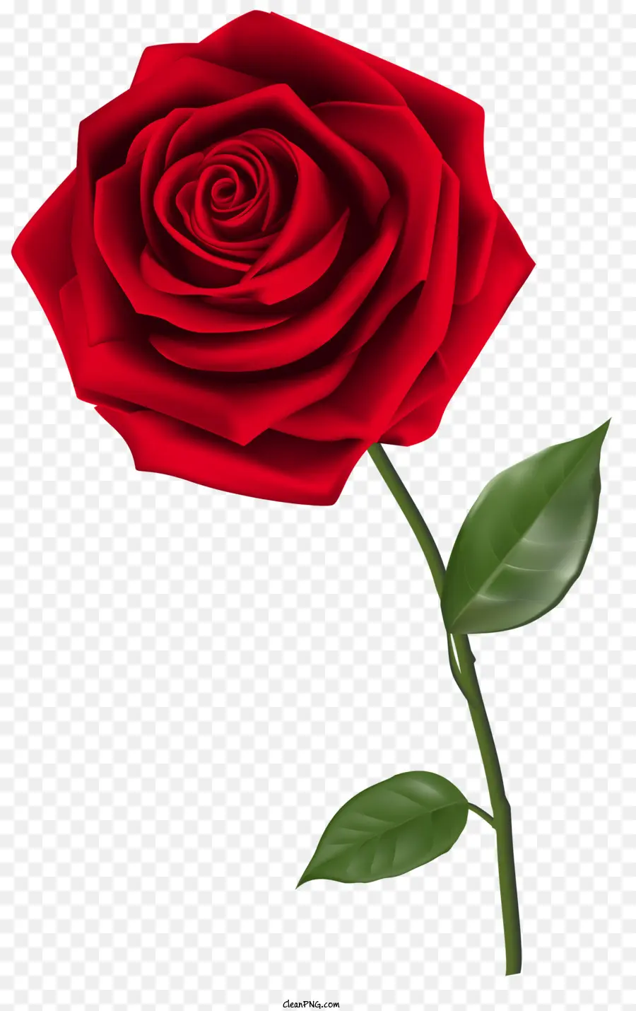 Rosas，Rosa Roja PNG