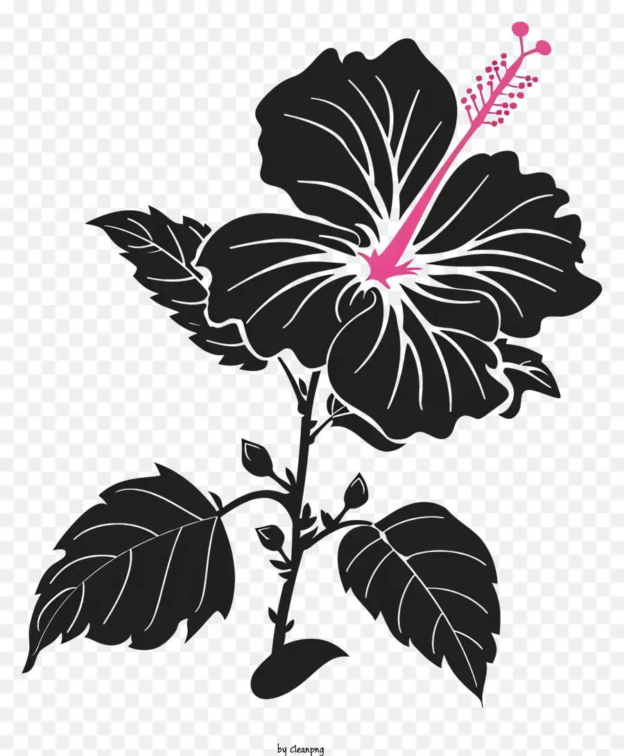 La Silueta De La Flor，Hibisco PNG