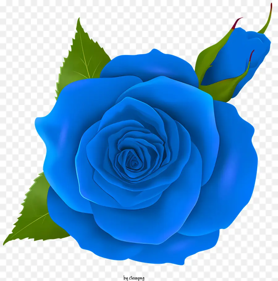 Las Rosas，Rosa Azul PNG