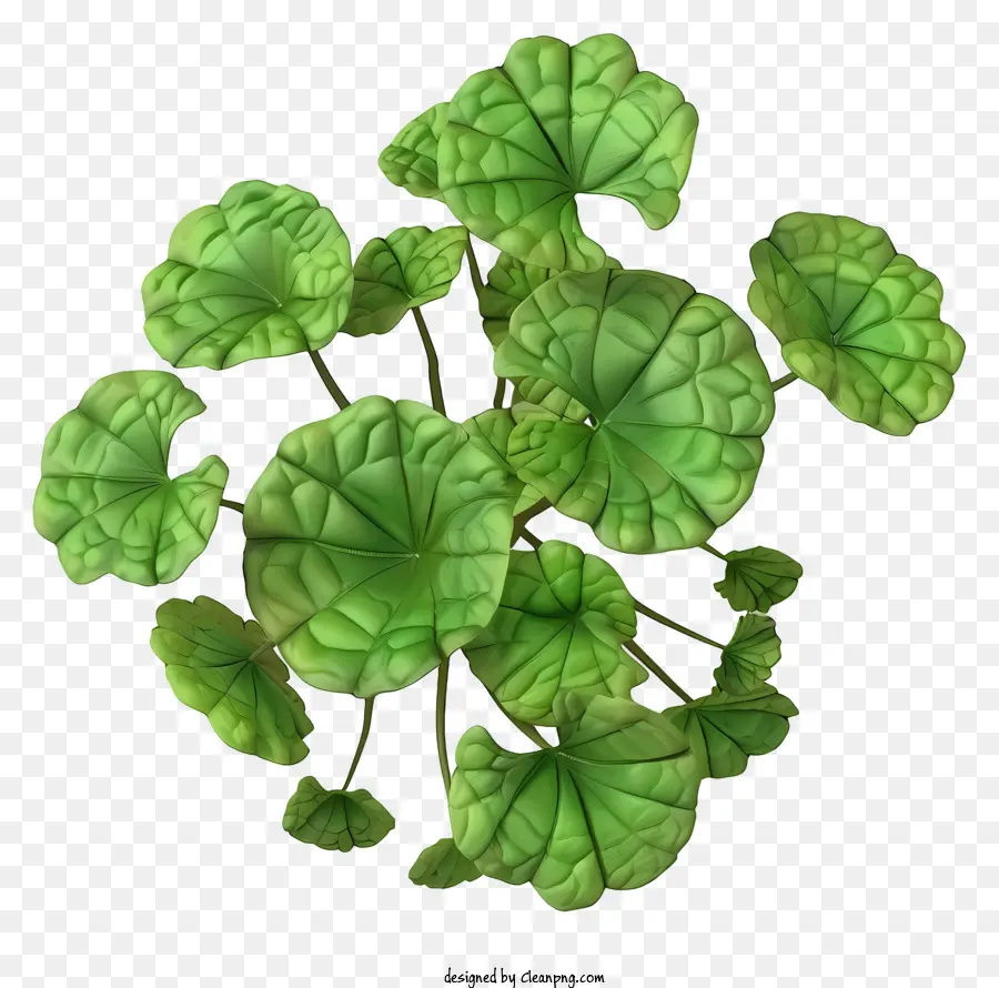 Centella，De Hojas De La Planta PNG