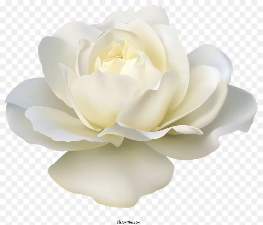 Las Rosas，De La Rosa Blanca PNG