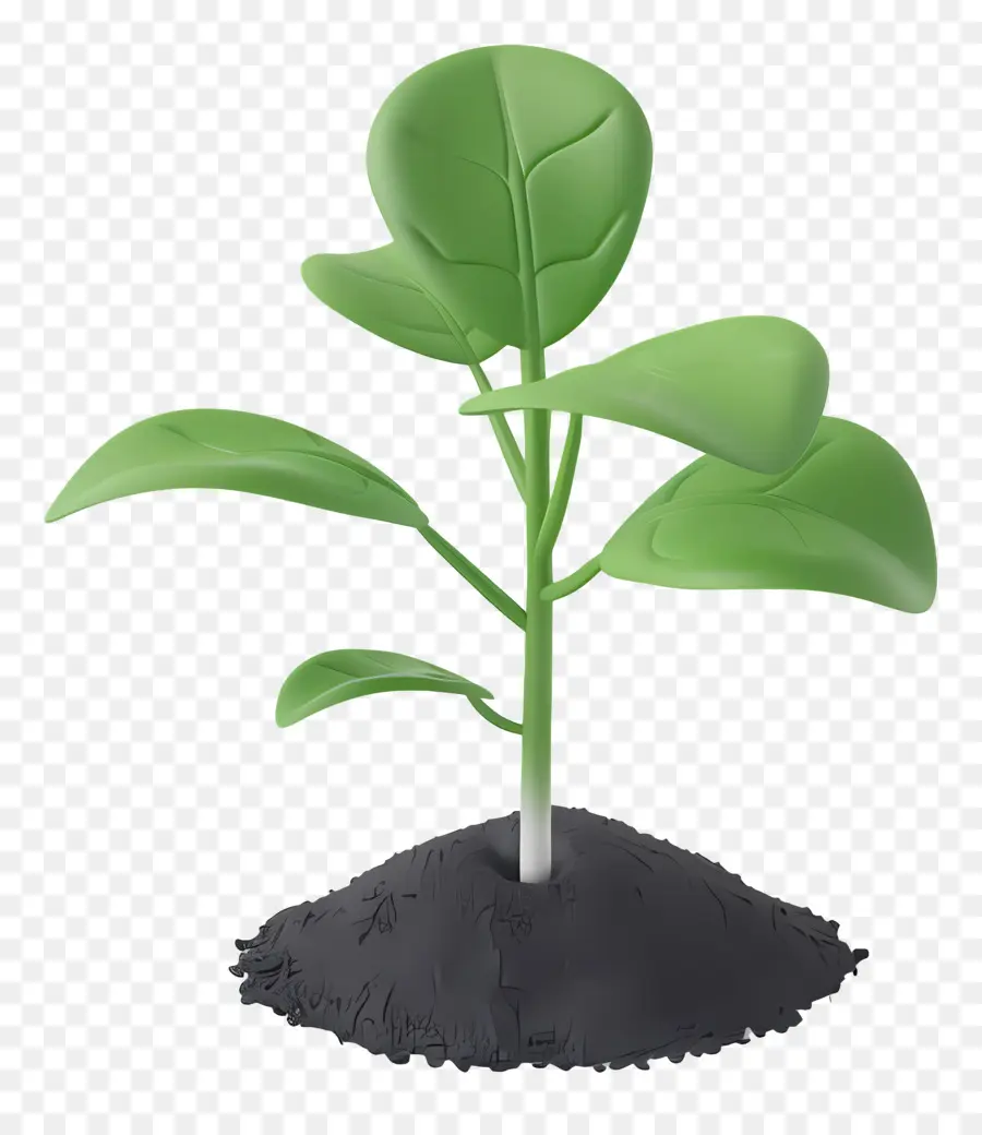 Las Plántulas，Planta PNG