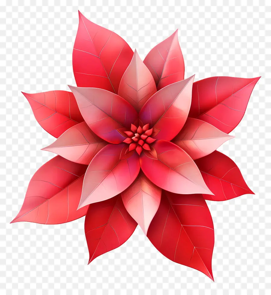 La Flor De Pascua，La Flor De Pascua Flor PNG