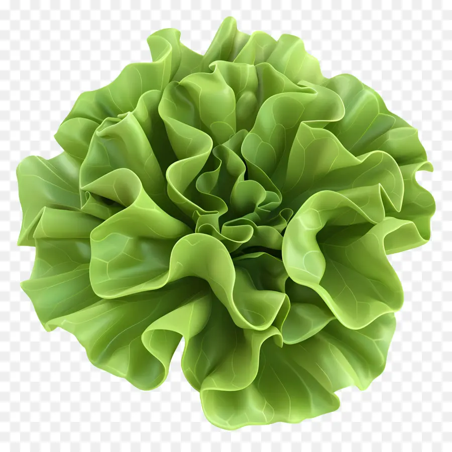 Lechuga，Lechuga Verde PNG