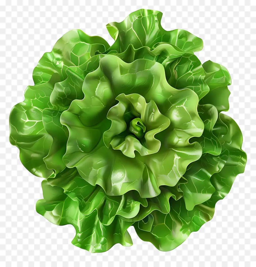 Lechuga，Lechuga Verde PNG