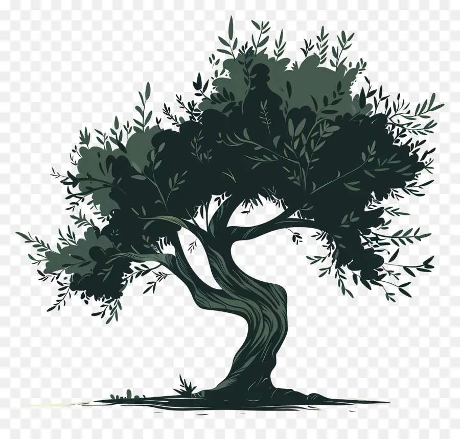 Olivo，árbol PNG