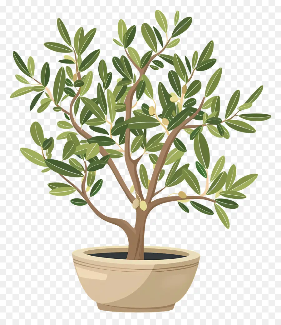 Olivo，Planta PNG