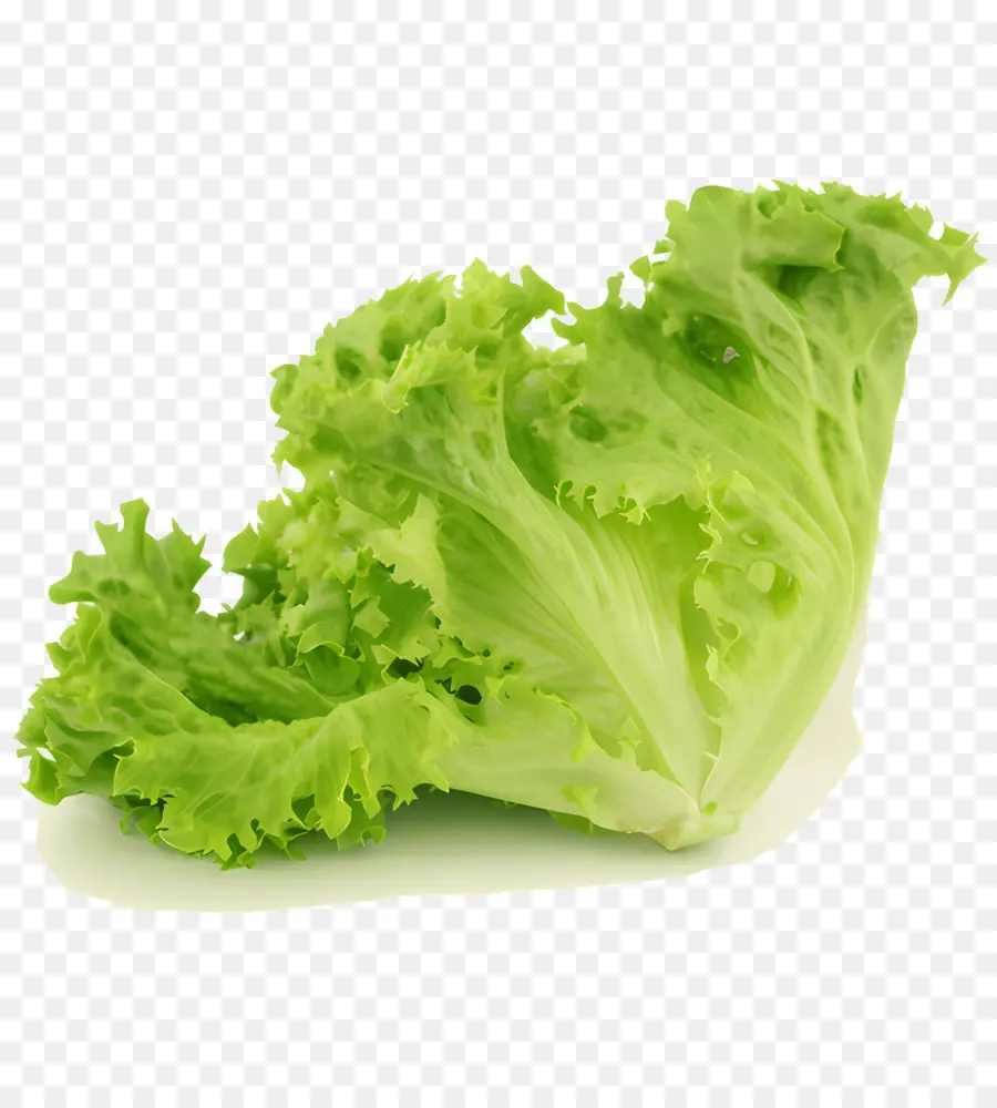 Hoja，Lechuga PNG