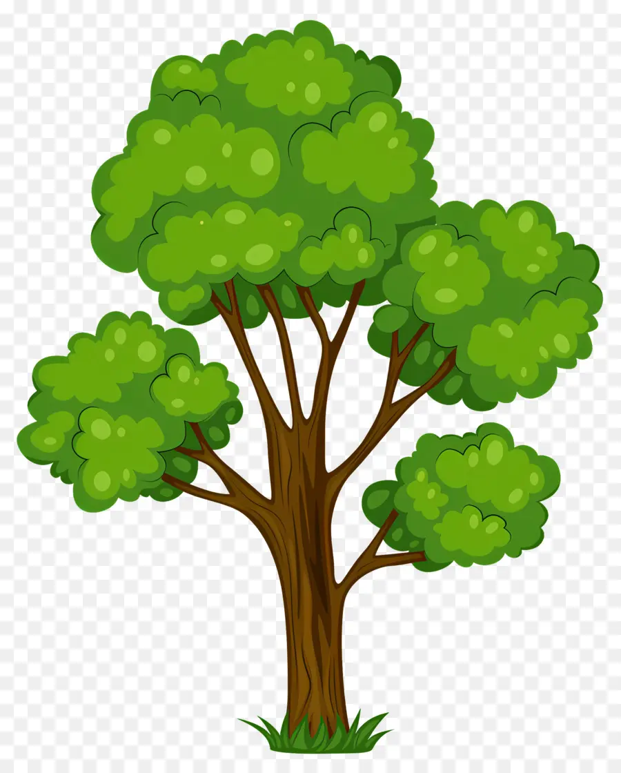 Hoja，árbol Verde PNG