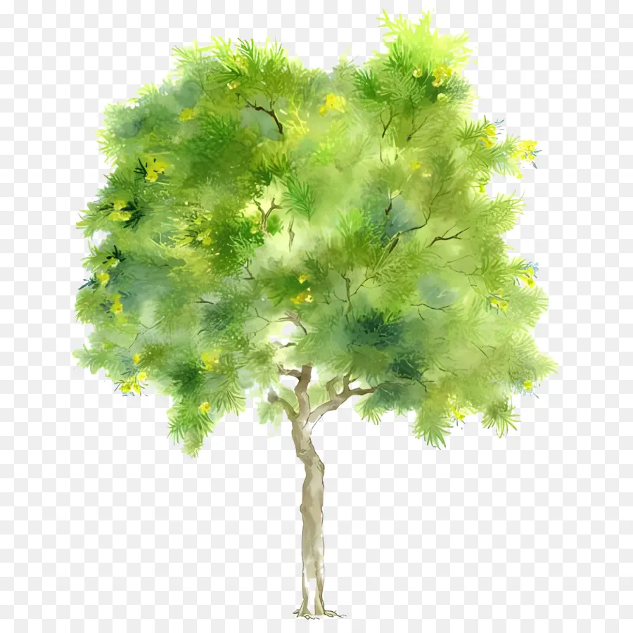 Hoja，Árbol PNG