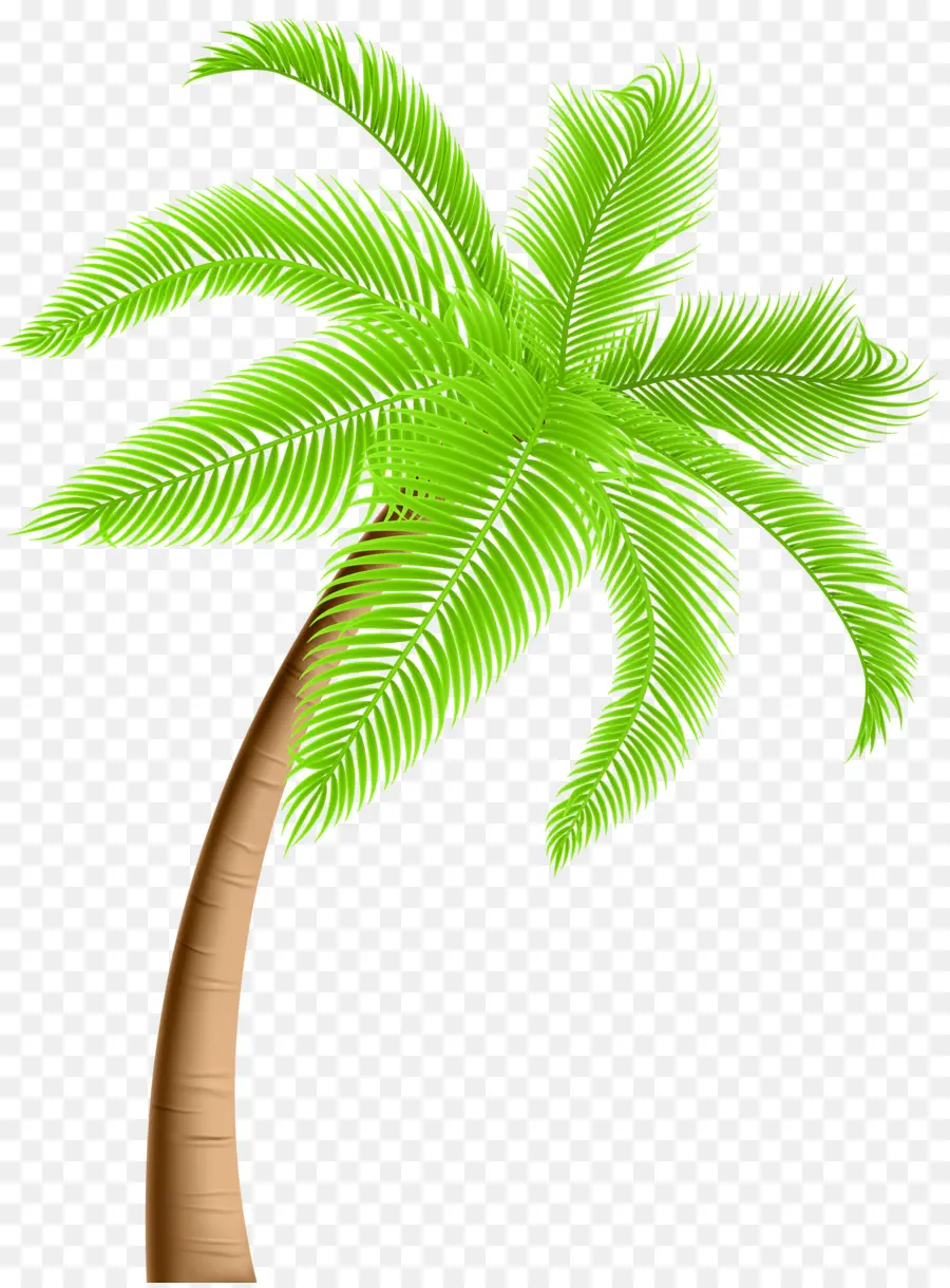 Hoja，Palmera PNG