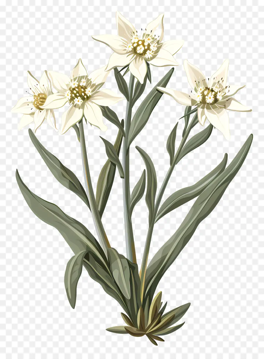 Edelweiss，Flores Blancas PNG