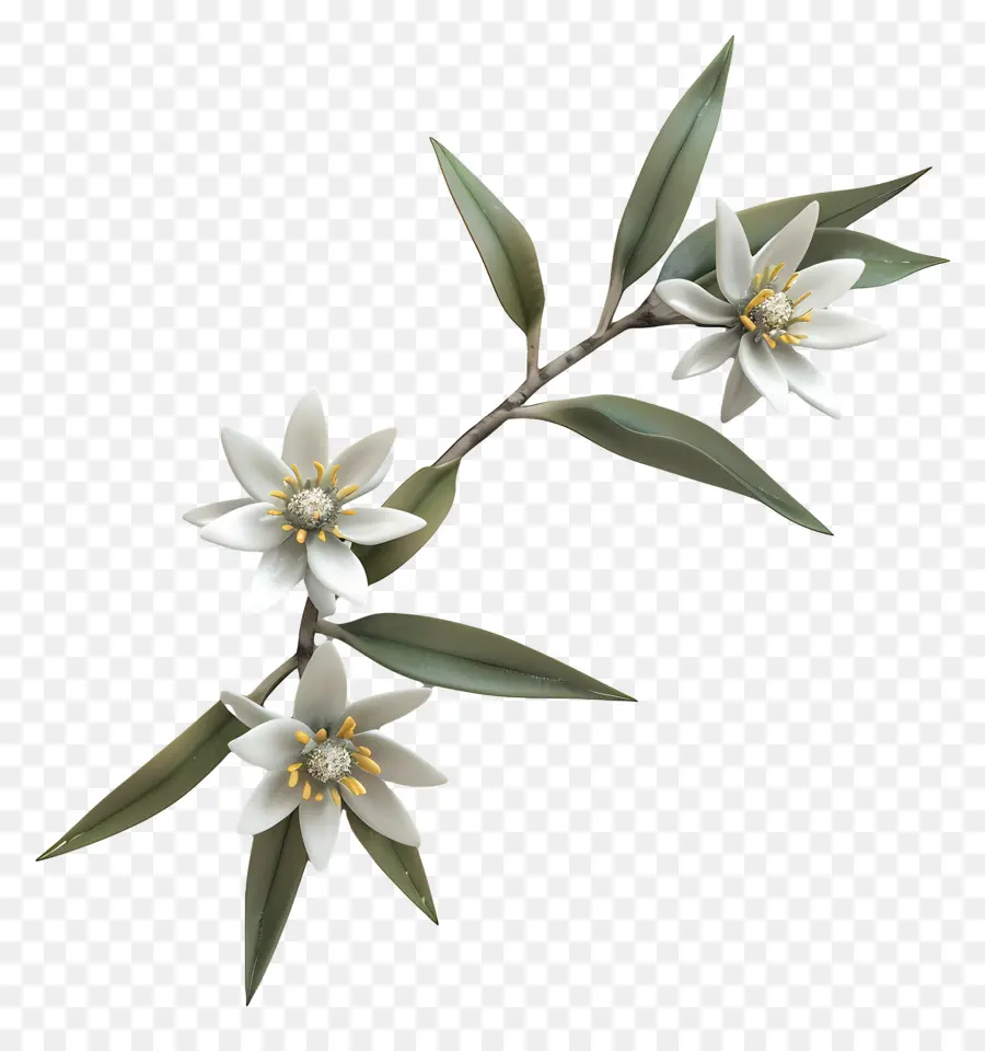 Edelweiss，Flor Blanca PNG