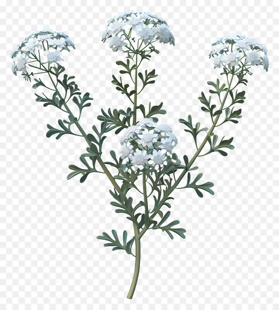 Yarrow，Flor Blanca PNG