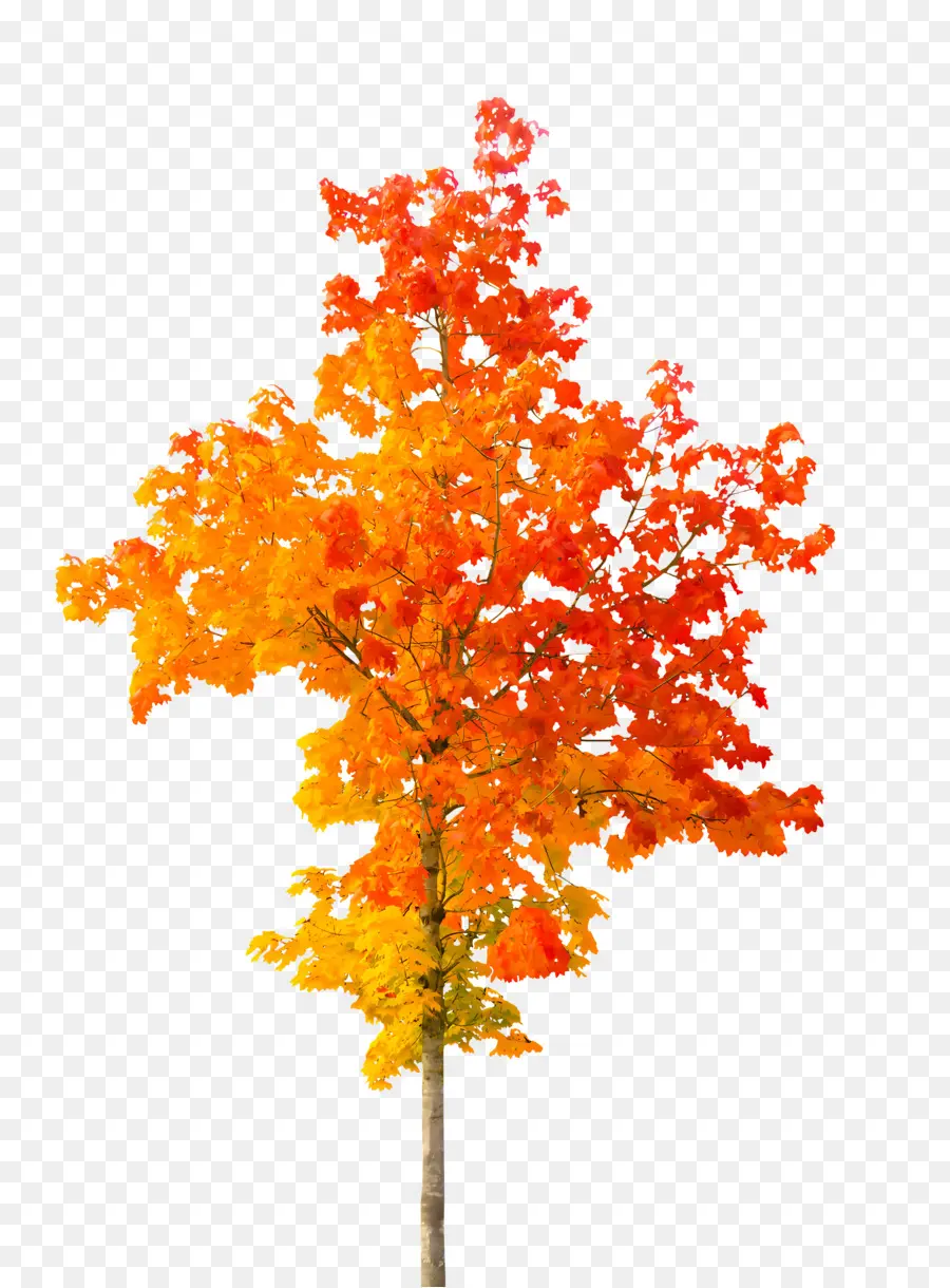 Hoja，árbol De Otoño PNG