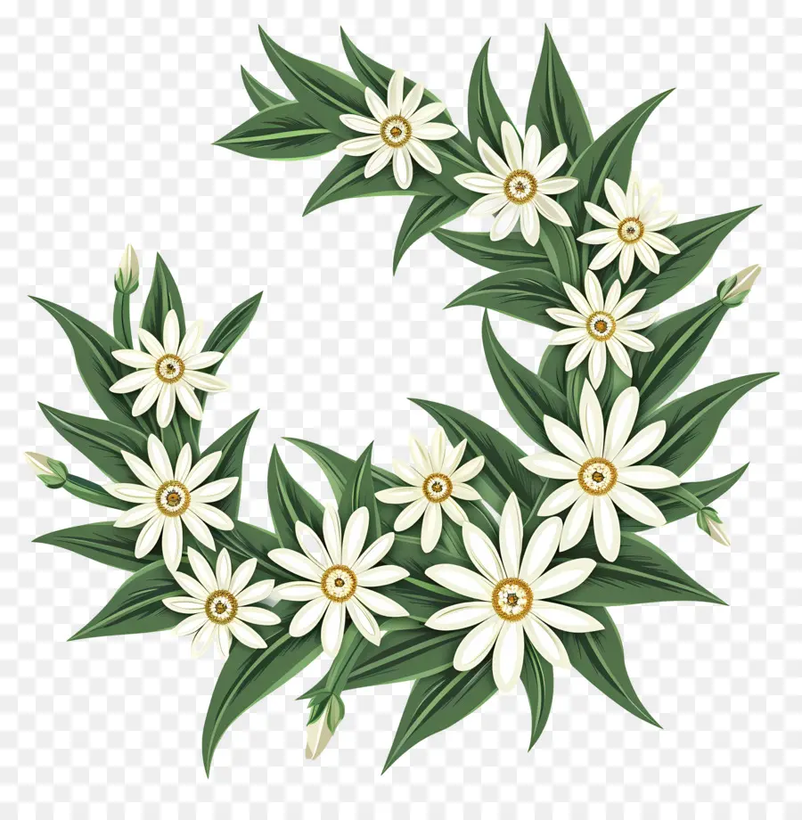 Edelweiss，Flores Blancas PNG