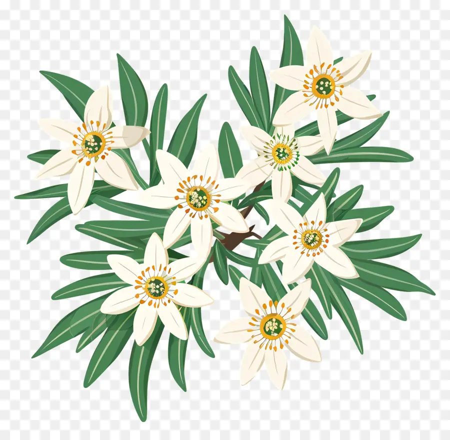 Edelweiss，Flor Blanca PNG