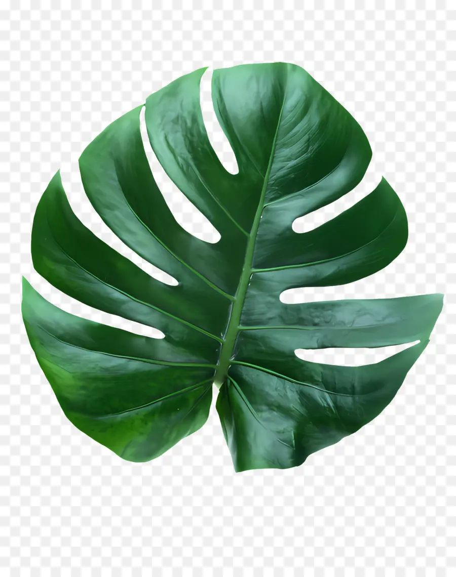 Hoja，Hoja De Papel PNG