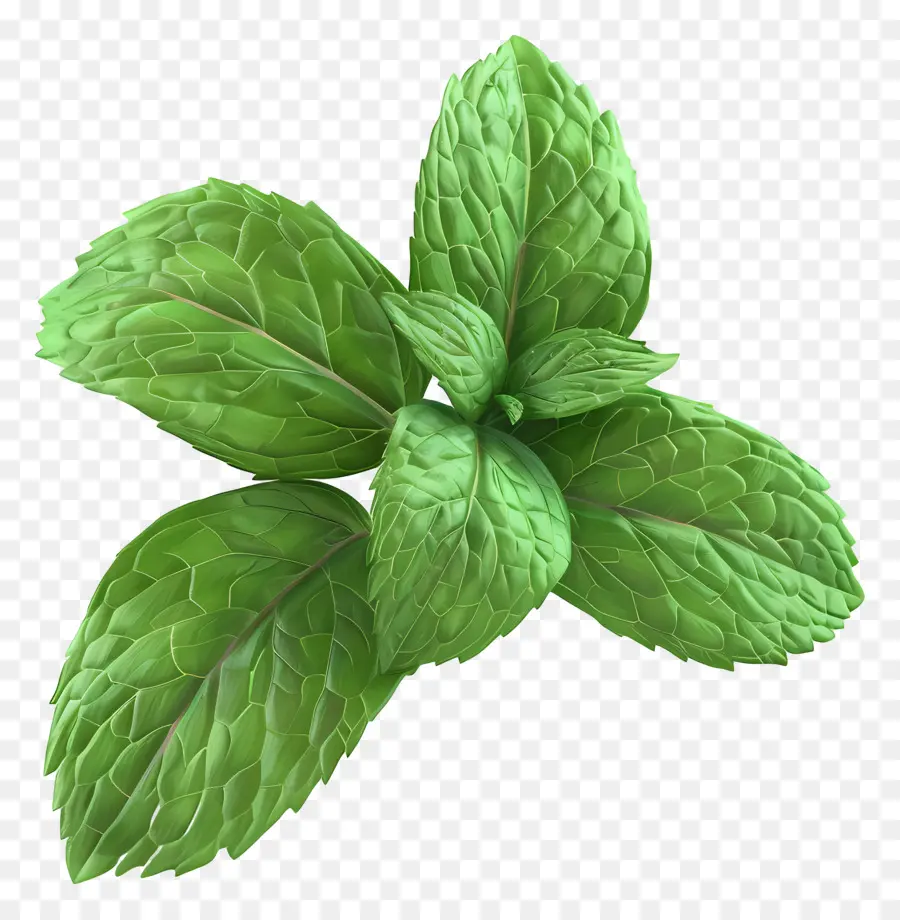 Menta，Hojas De Menta PNG