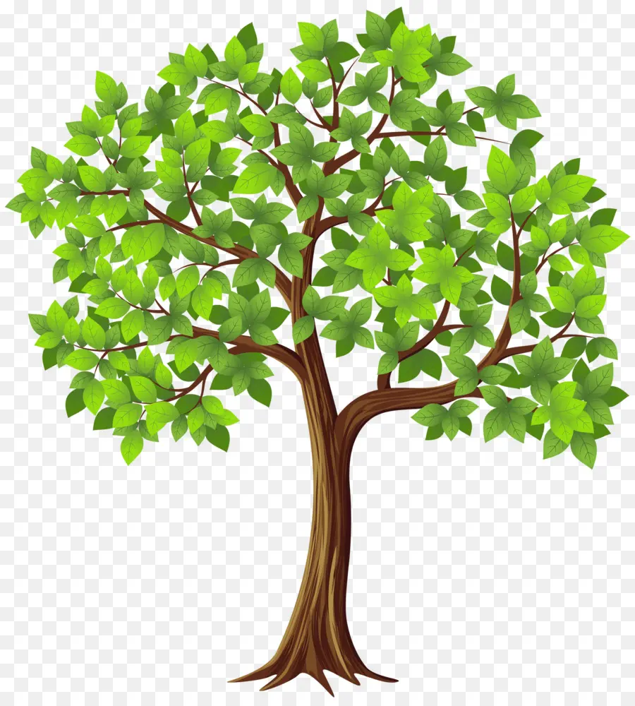 Árbol，Hojas Verdes PNG