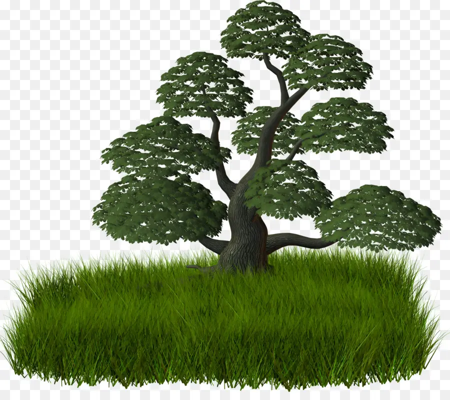 árbol，árbol Y Hierba PNG