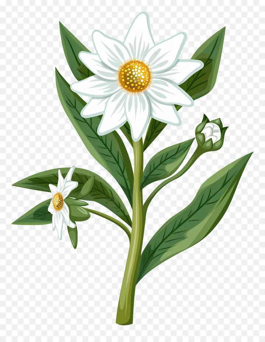 Edelweiss，Flor Blanca PNG