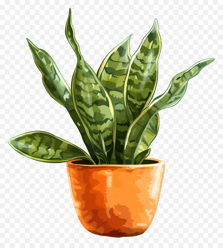 Planta Sansevieria，Planta En Maceta PNG