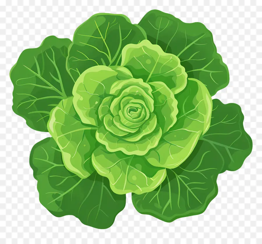 Lechuga，Fresco PNG