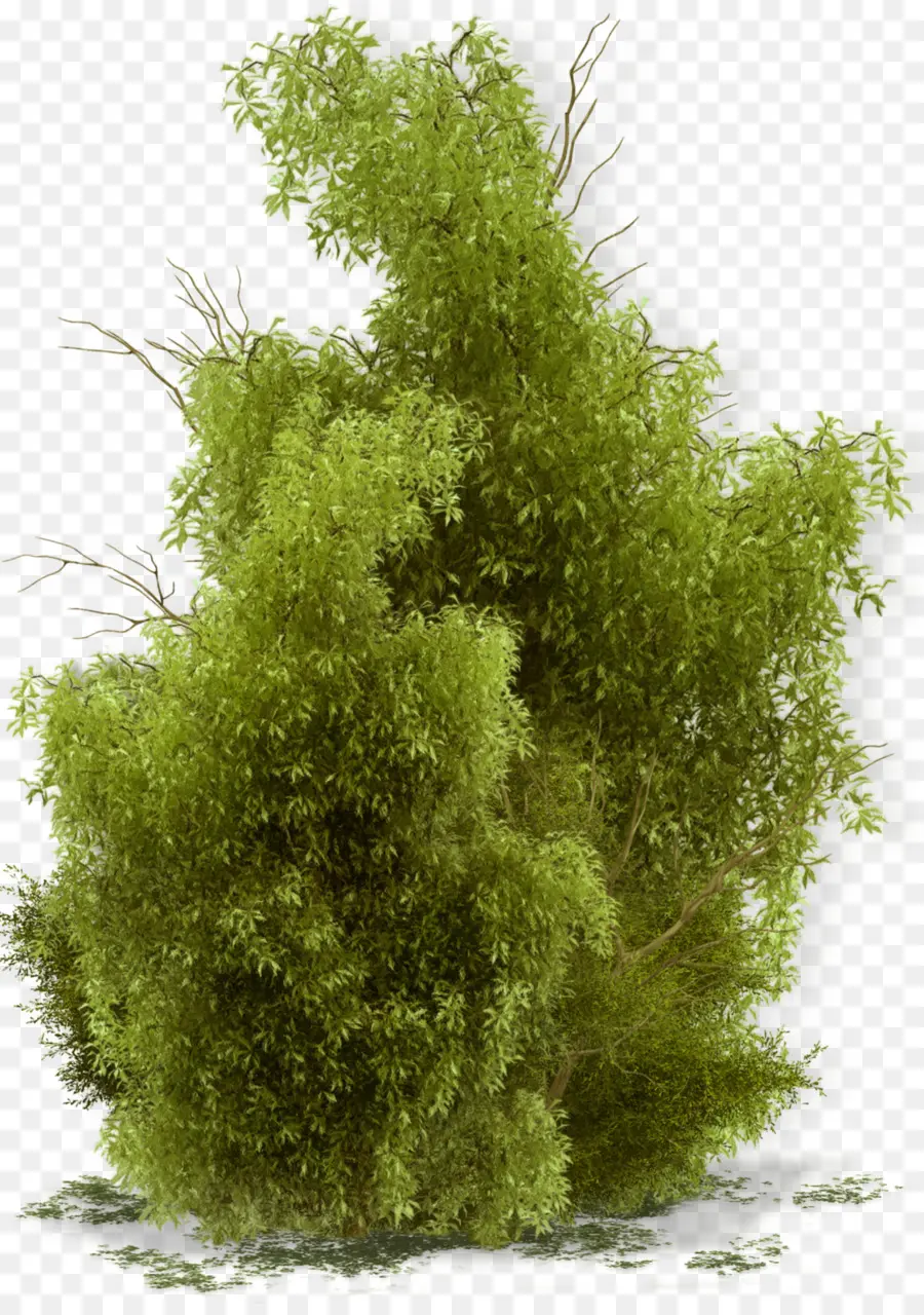 Arbusto，Bush PNG