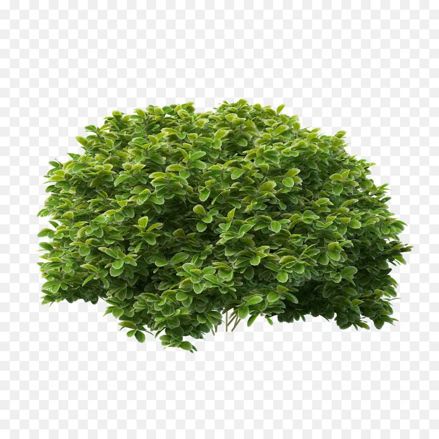 Arbusto，Bush PNG