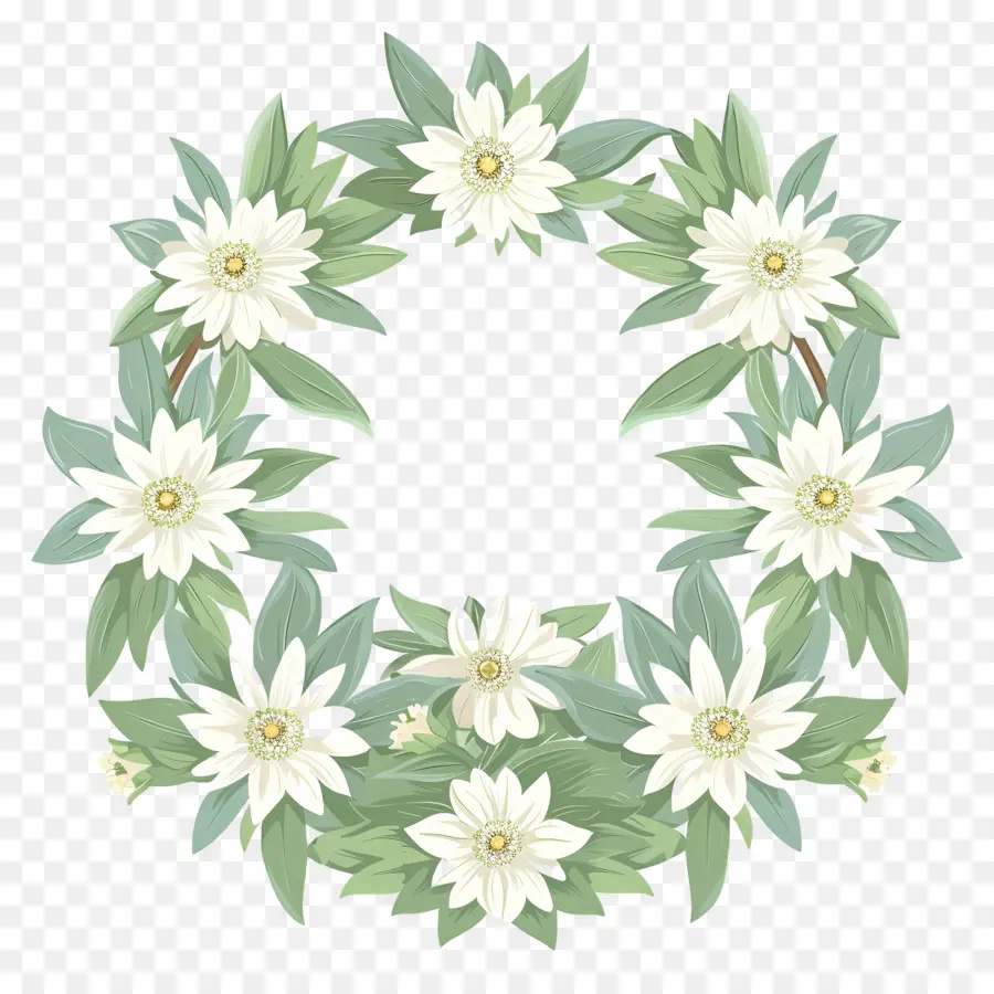 Edelweiss，Daisy Corona PNG