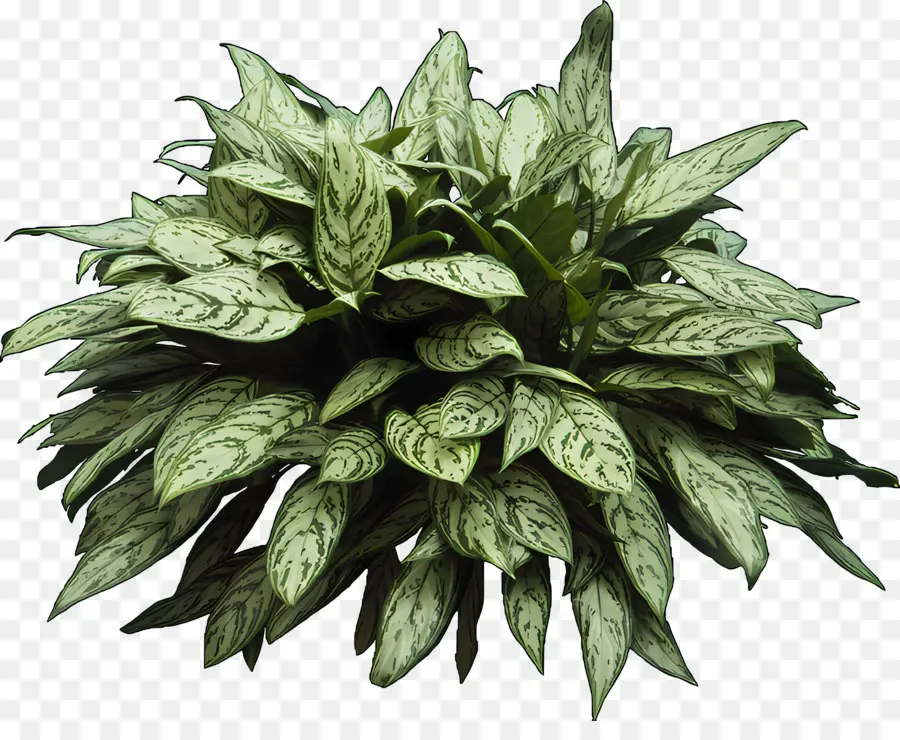 Arbusto，Planta Verde Y Plata PNG