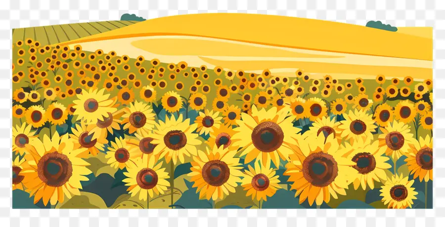 Fondo De Campo De Girasol，Los Girasoles PNG