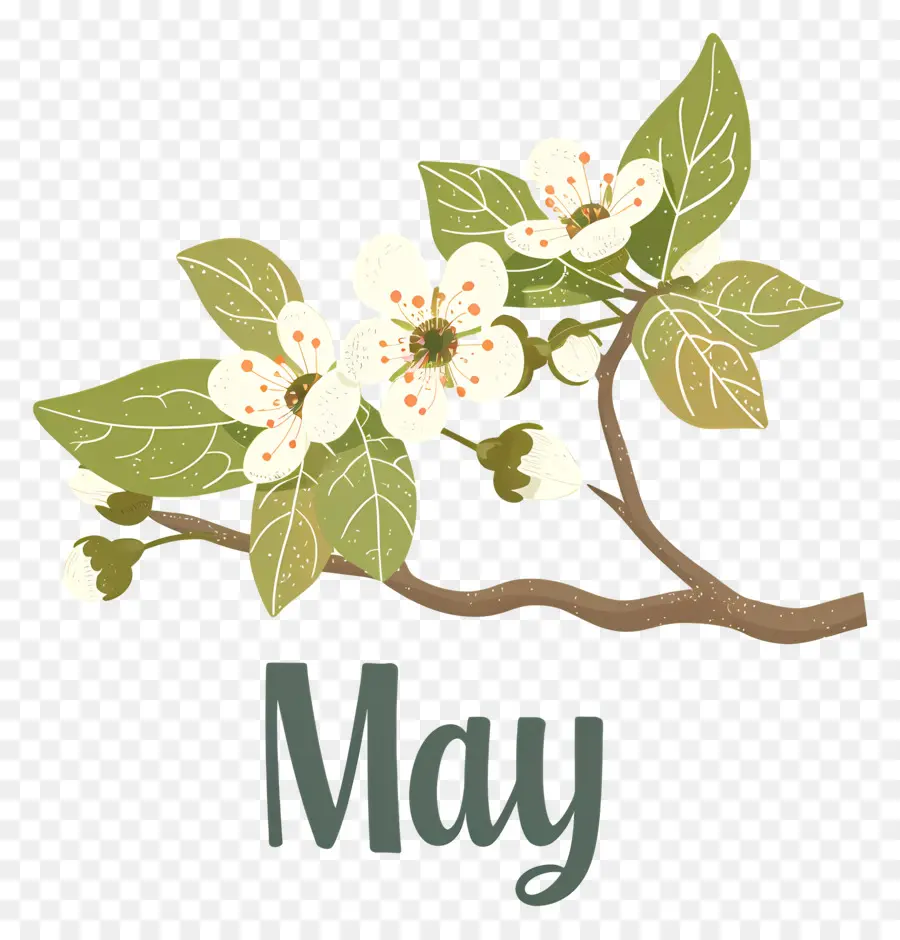 Hola De Mayo，Rama De árbol En Flor PNG