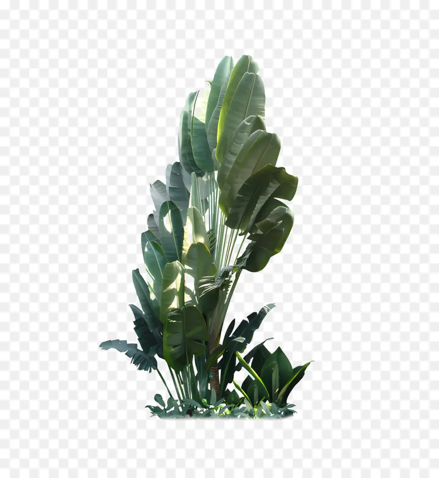 Arbusto，Bush PNG