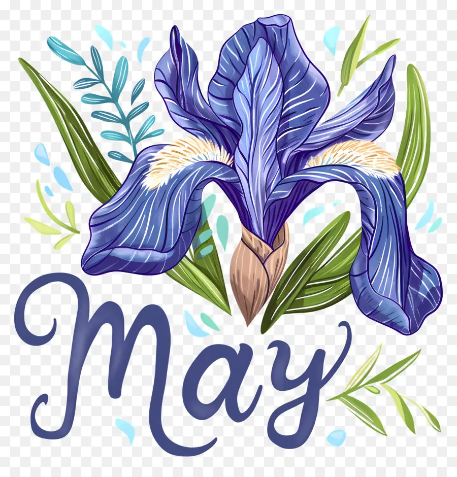 Hola De Mayo，Iris Azul De La Flor PNG