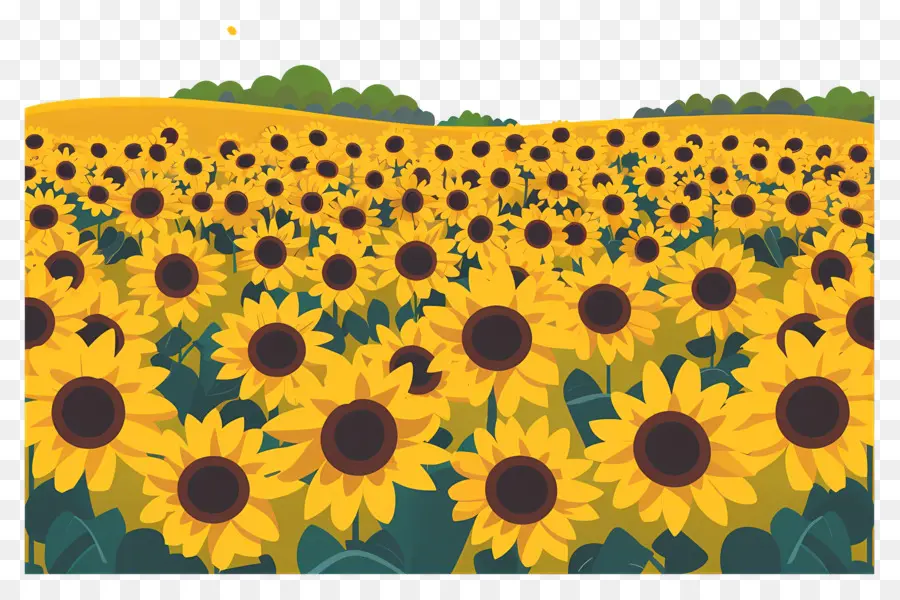 Fondo De Campo De Girasol，Los Girasoles PNG