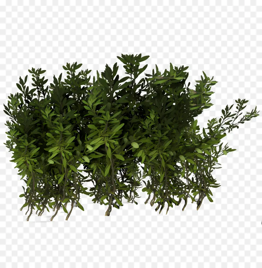 Arbusto，Bush PNG