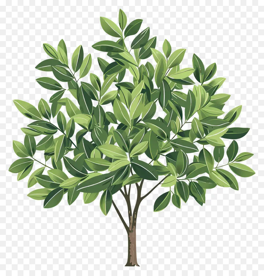 árbol De Laurel De La Bahía，Árbol PNG