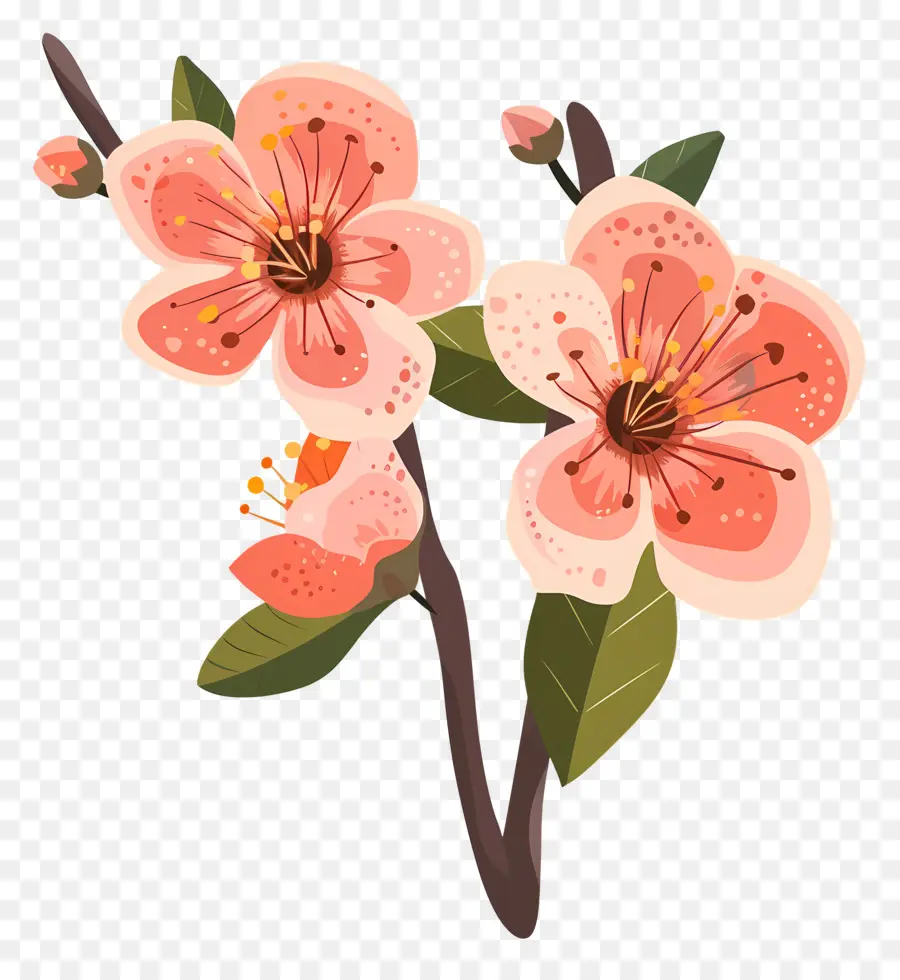 Flor De Durazno，Flores De Durazno PNG