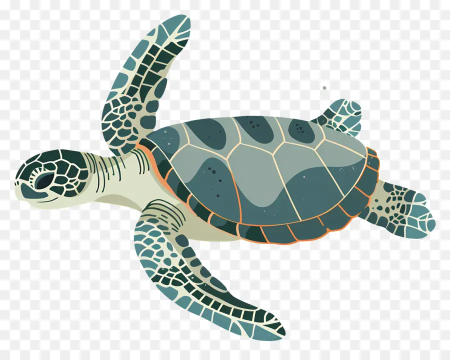 Tortuga De Mar，Tortuga PNG