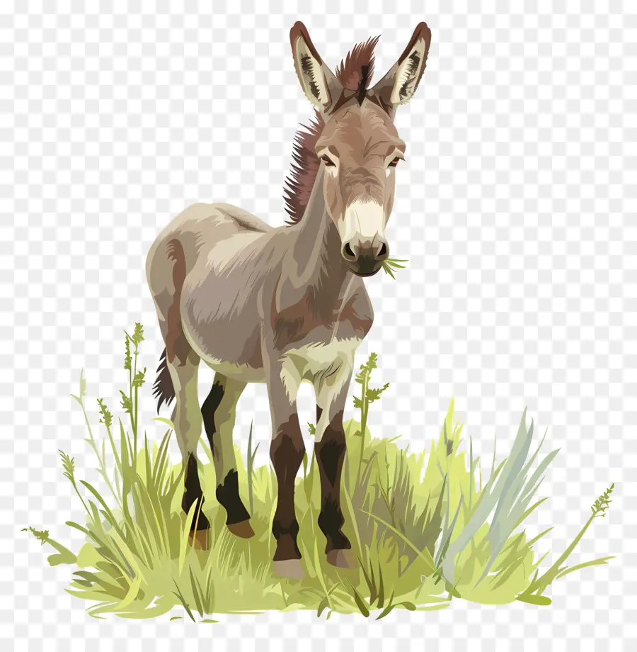 Burro，Burro De Dibujo PNG