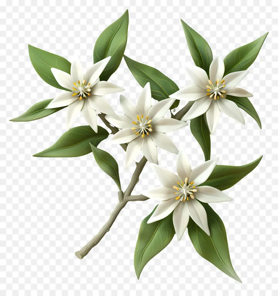 Edelweiss，Flores Blancas PNG